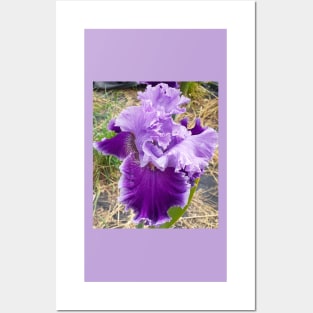 Iris Flower Purple Frilly Posters and Art